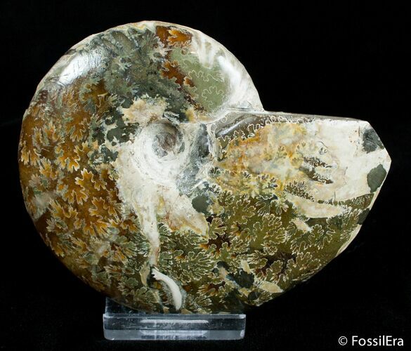 Inch Ammonite - Polished One Side - Iridescent Other #2913